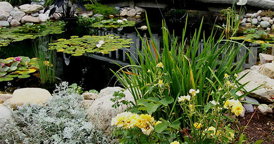 Pond & Water Garden Planting: Pond Plant Planting Instructions