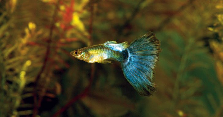 Livebearers Raise Guppies Mollies Platies Swordtails In Your Aquarium