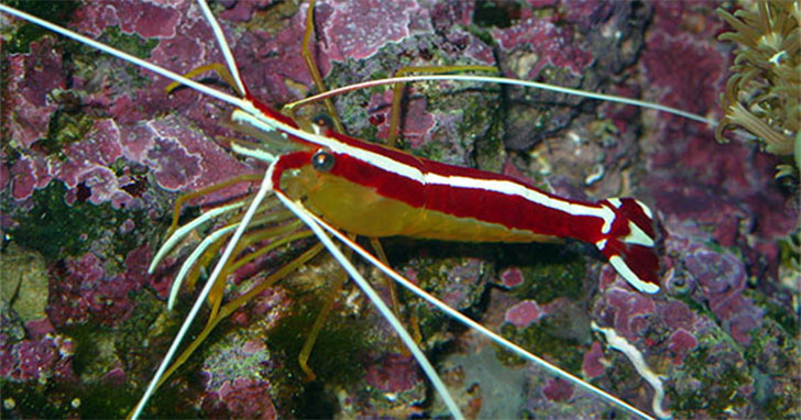 live prawn in aquarium