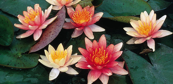 Pond Plant Profile: Sioux Lily