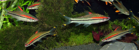 Freshwater Aquarium Fish: Barbs