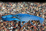 Hammers Cobalt Blue Freshwater Lobster