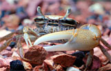 Fiddler Crab