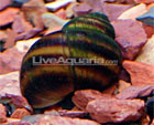 Japanese Trapdoor Snail