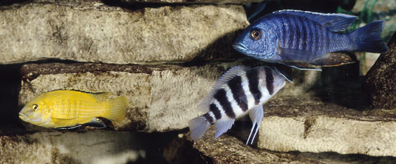 freshwater aquarium fish types with pictures