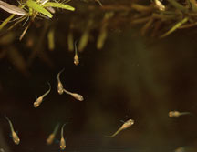 Newborn Platy Fry Growth Chart