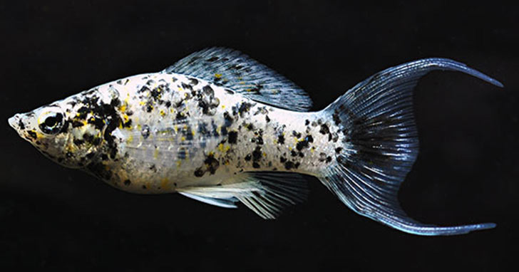 Freshwater Aquarium Fish Species Profile: Molly