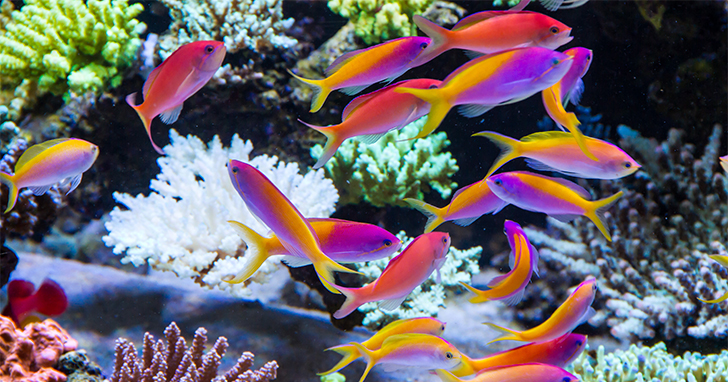 Anthias