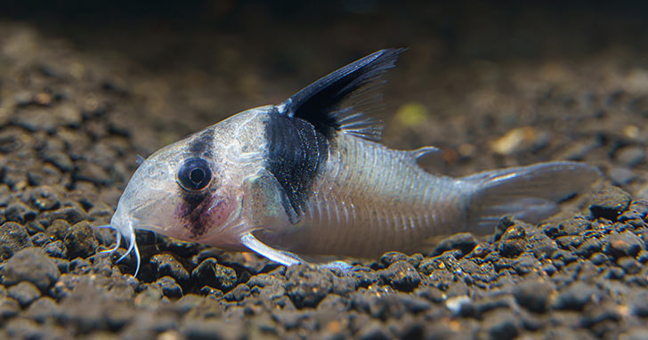 Corydora Catfish