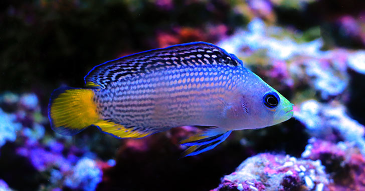 Online marine fish store best sale