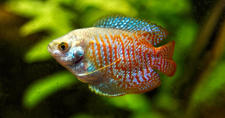 Gouramis