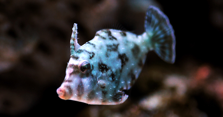 Filefish