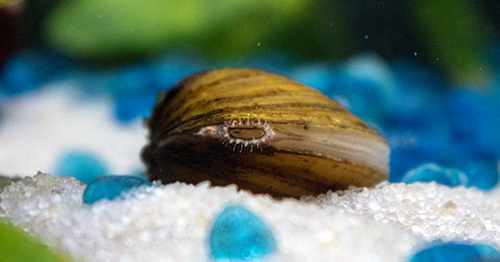 Freshwater Clam 