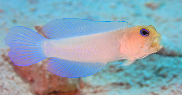 Jawfish