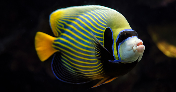 Large Angelfish