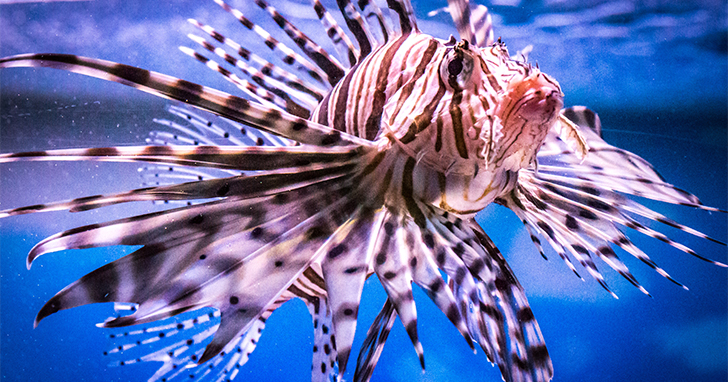 Lionfish