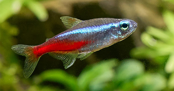 Tetras