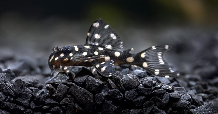 Plecostomus