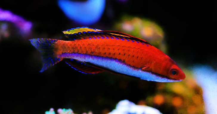 Reef Safe Wrasse