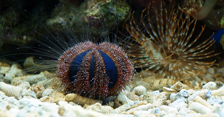 Sea Urchins