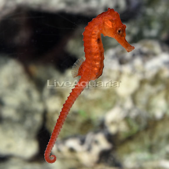 Captive-Bred - Seahorse Orange