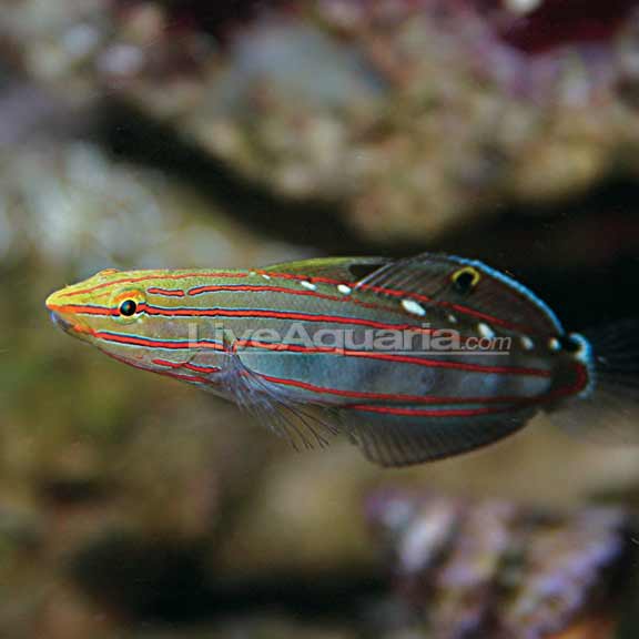 Court Jester Goby, Captive-Bred