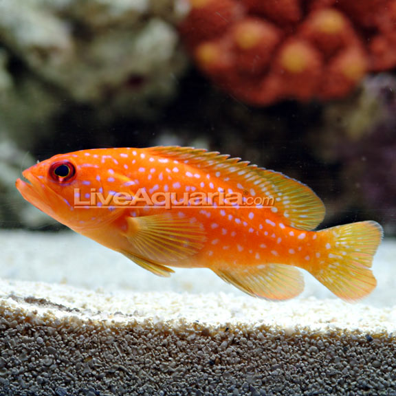 Miniatus Grouper: Saltwater Aquarium Fish