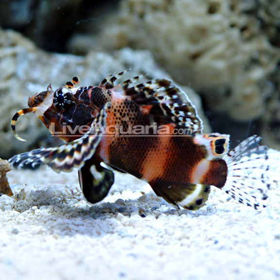 Fu Manchu Lionfish Twinspot Or Ocellated Lionfish Saltwater Aquarium Fish