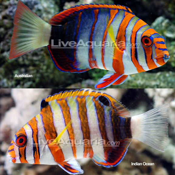 Saltwater Aquarium Fish for Marine Aquariums: Harlequin Tusk