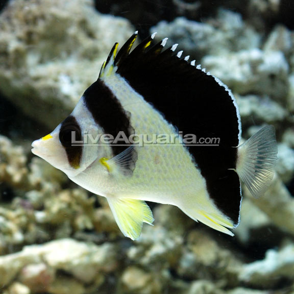 Burgessi Variant Butterflyfish - Reef Central Online Community