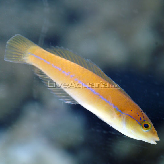 Neon Wrasse (Halichoeres garnoti) | Saltwater Aquarium for Fish Marine ...