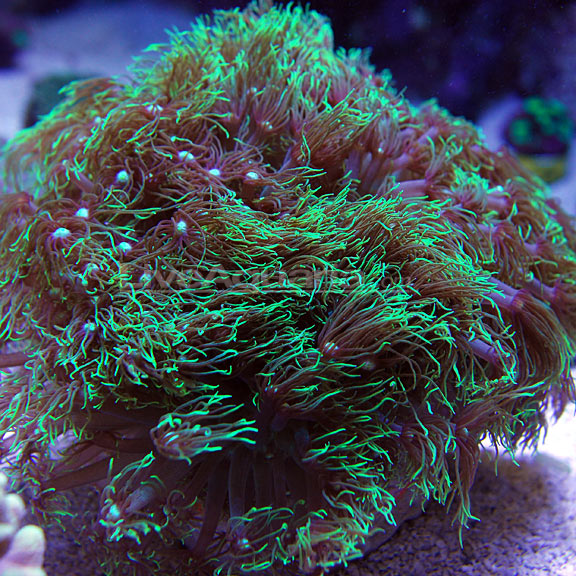 Flower Pot Coral, Long Polyp