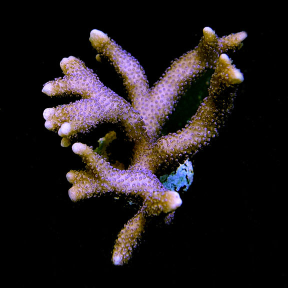 ORA® Aquacultured German Blue Polyp Montipora Coral: ORA® Aquacultured ...