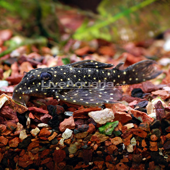 Peppermint (L-31) Plecostomus 