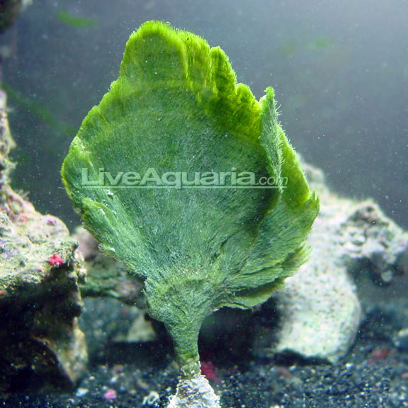 Mermaid&rsquo;s Fan Plant: Saltwater Aquarium Plants