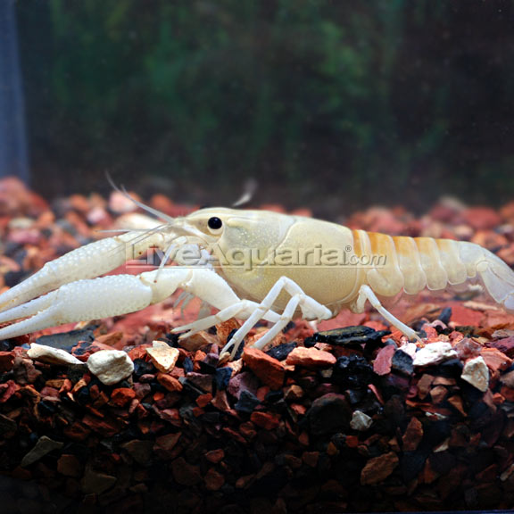 DO NOT SELL Restricted White Ghost Lobster 