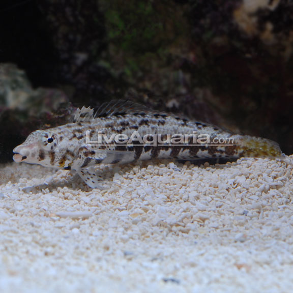 Lizard Blenny: Saltwater Aquarium Fish for Marine Aquariums