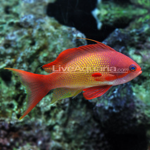 Indian Ocean Lyretail Anthias