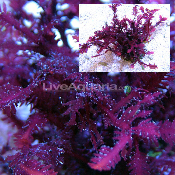 Seaweed in outlet saltwater aquarium