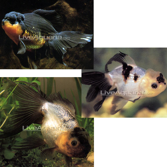 Tricolor Oranda Goldfish: Tropical Fish for Freshwater Aquariums