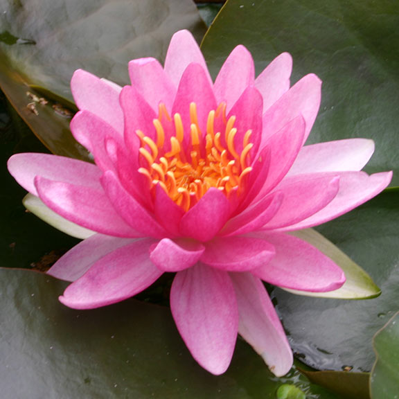 Rembrandt Hardy Water Lily: Plants for Ponds & Water Gardens