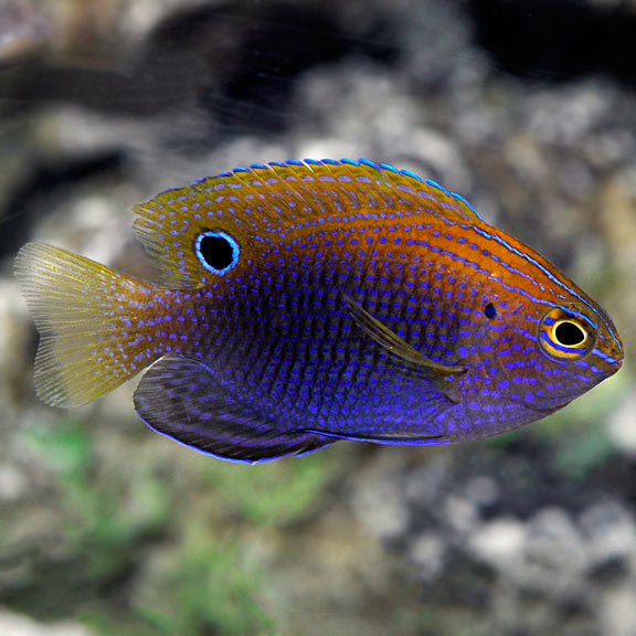 Ocellate Damselfish: Saltwater Aquarium Fish for Marine Aquariums