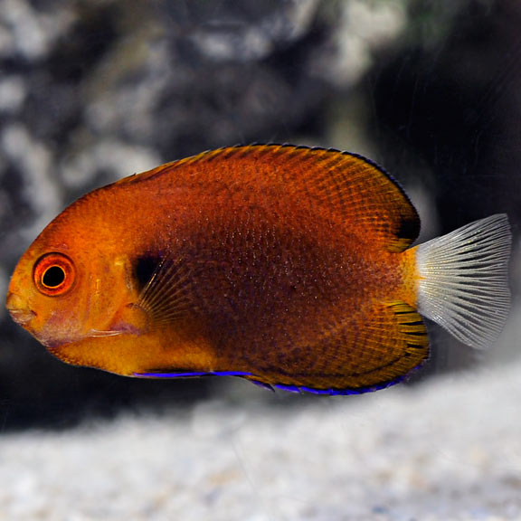 Saltwater Aquarium Fish for Marine Aquariums: Fisher's Angelfish