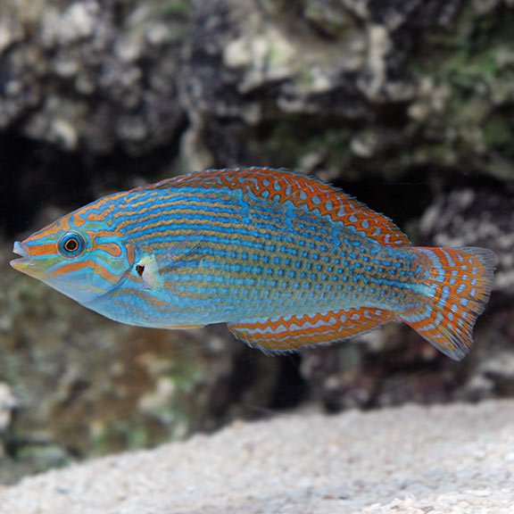 Male Vrolik's Wrasse (Halichoeres chrysotaenia) | Saltwater Aquarium ...