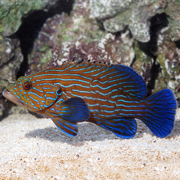 Blue Line Grouper (Boenacki Grouper or Blue-lined Hind): Saltwater