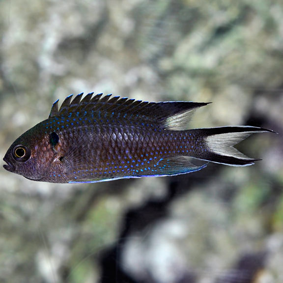 Regal Demoiselle, Neopomacentrus cyanomos: Saltwater Aquarium Fish for ...