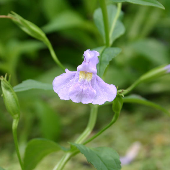 Monkey Plant, Mimulus ringens: Plants for Ponds & Water Gardens