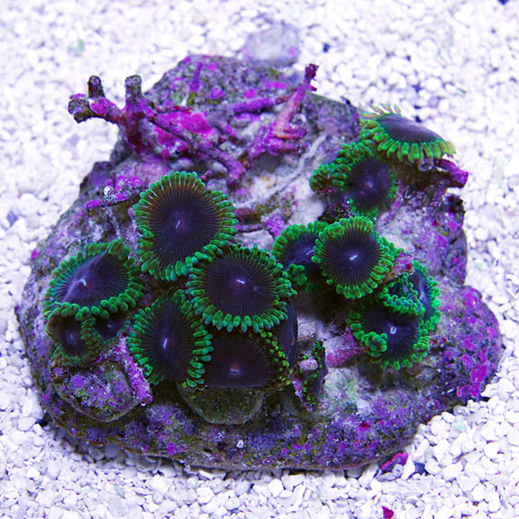 Colony Polyp, Joker, Zoanthus sp.: Saltwater Aquarium Corals for Marine ...