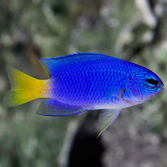 Similar Damselfish, Pomacentrus similis: Saltwater Aquarium Fish for ...