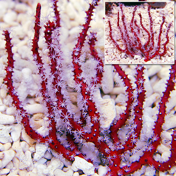 Red Finger Gorgonian